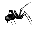 spider7a.gif (5428 bytes)