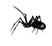 spider7b.gif (5405 bytes)